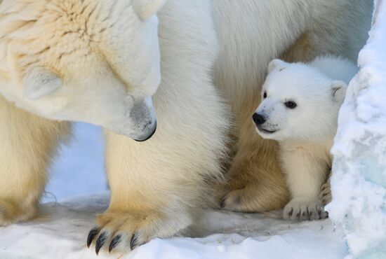 Белые медвежата в зоопарке Новосибирска