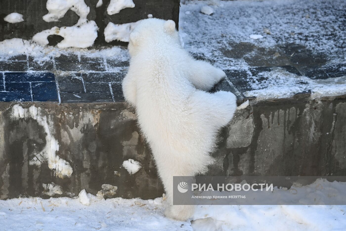 Белые медвежата в зоопарке Новосибирска