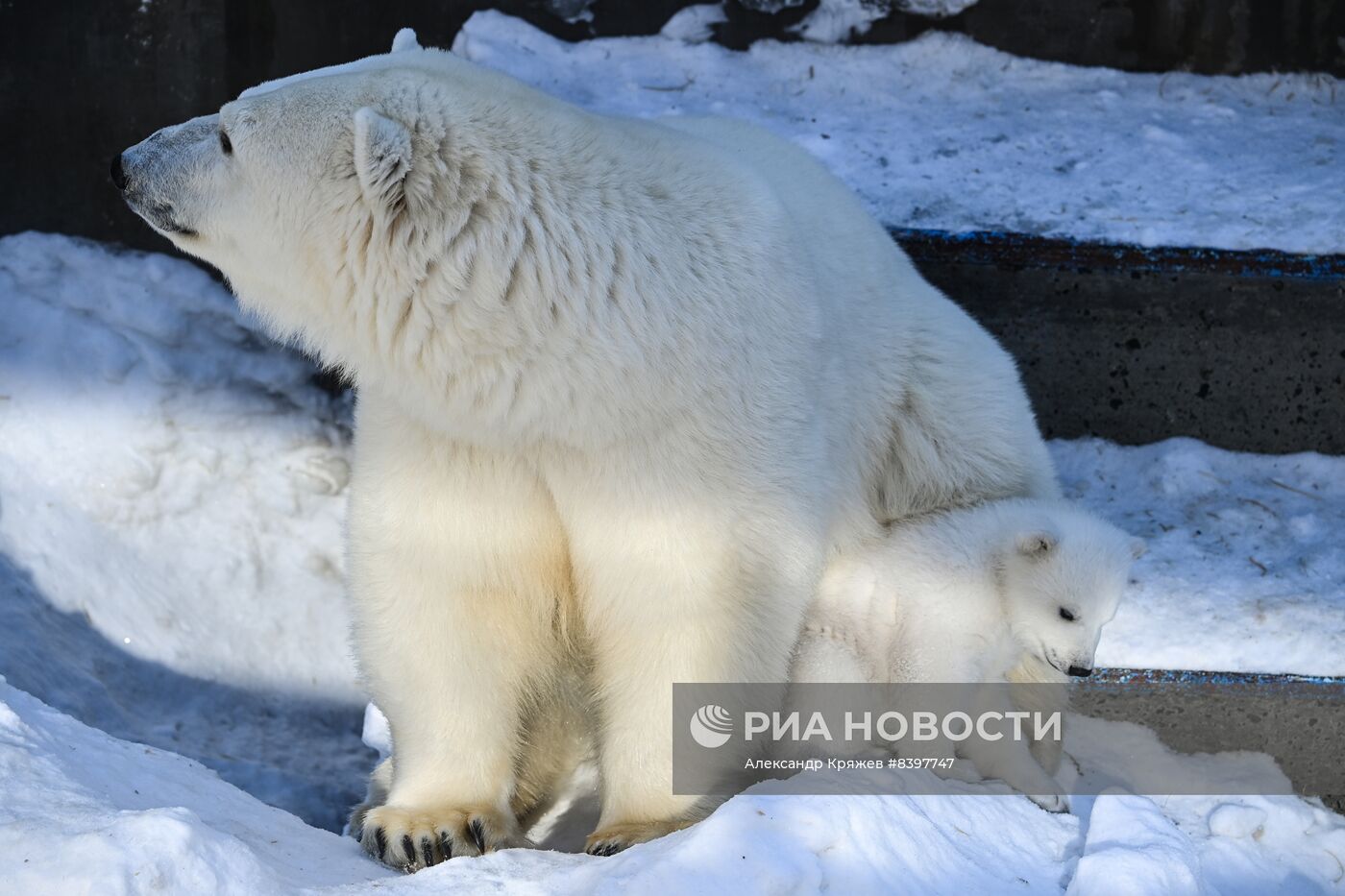 Белые медвежата в зоопарке Новосибирска