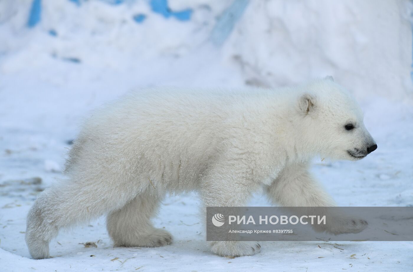 Белые медвежата в зоопарке Новосибирска