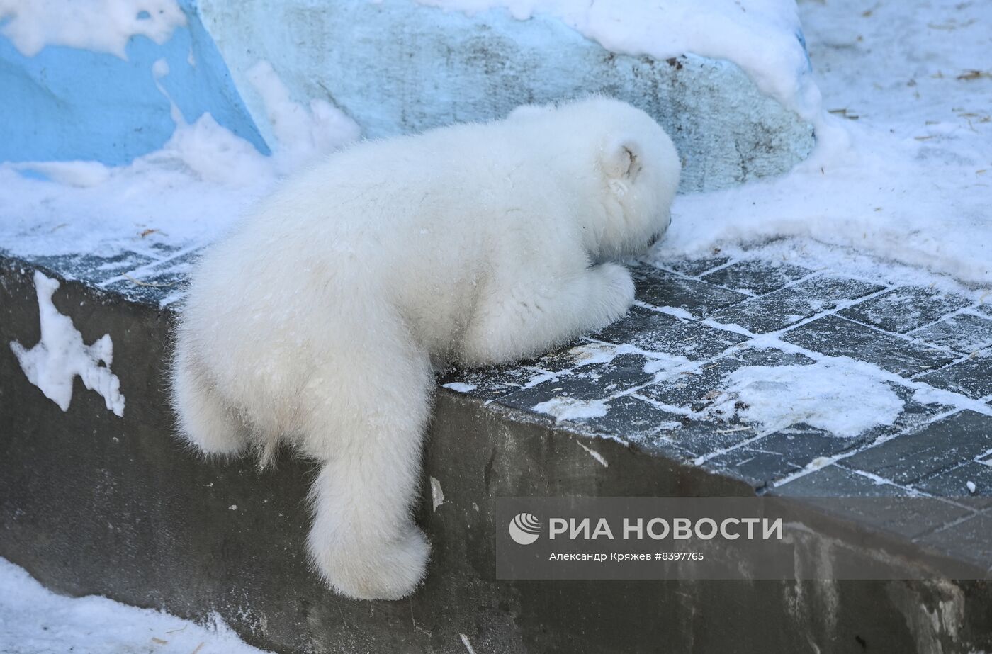 Белые медвежата в зоопарке Новосибирска