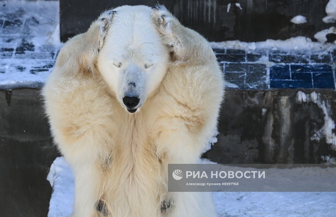 Белые медвежата в зоопарке Новосибирска