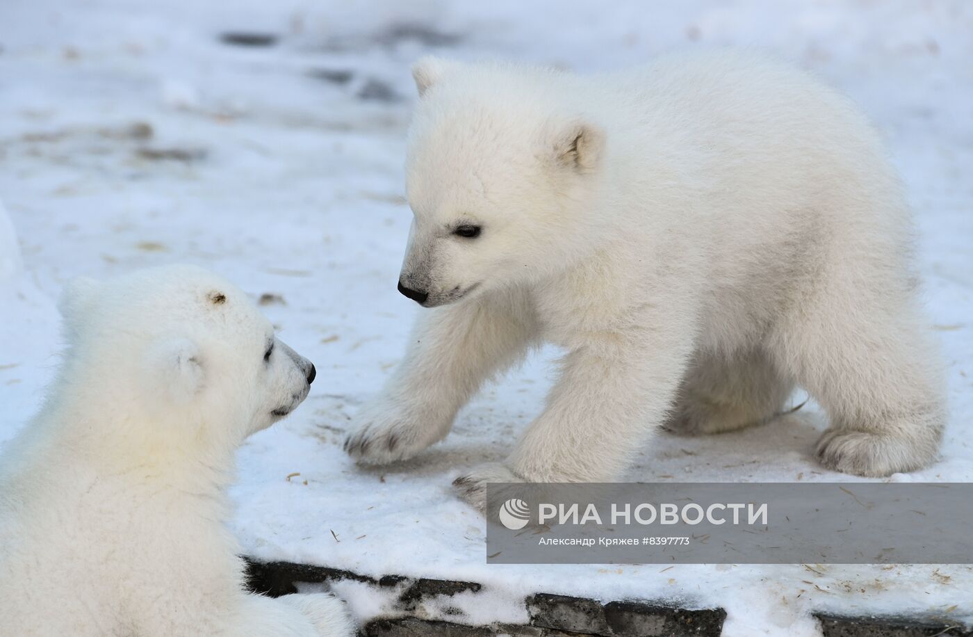 Белые медвежата в зоопарке Новосибирска