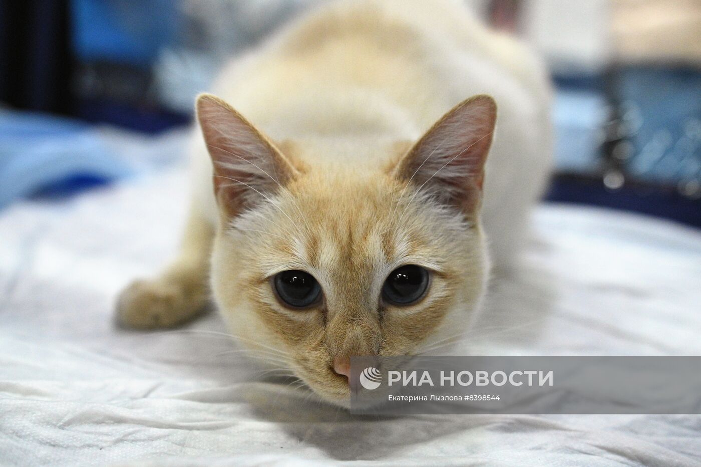 Международная выставка кошек в Сочи