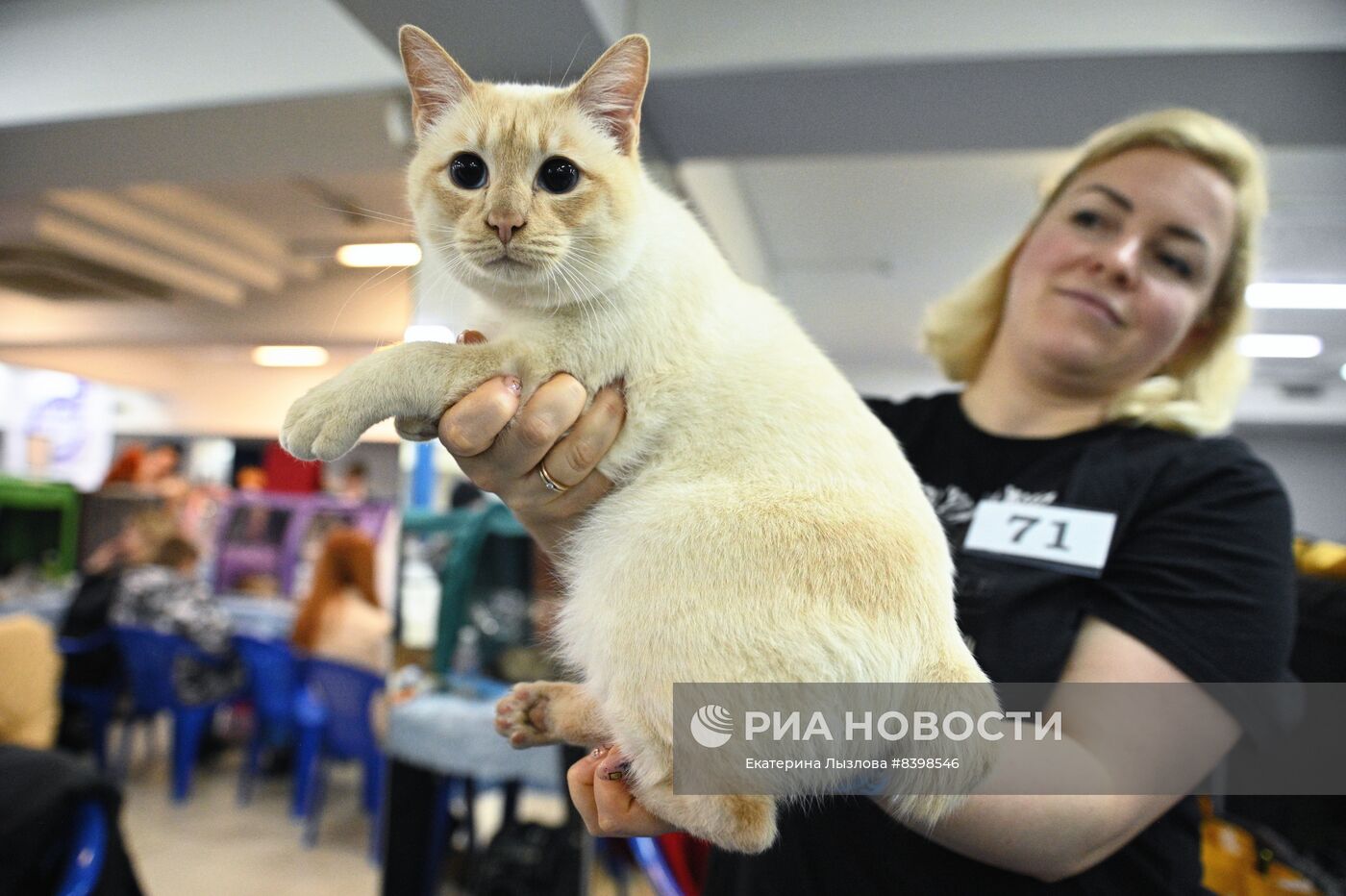 Международная выставка кошек в Сочи