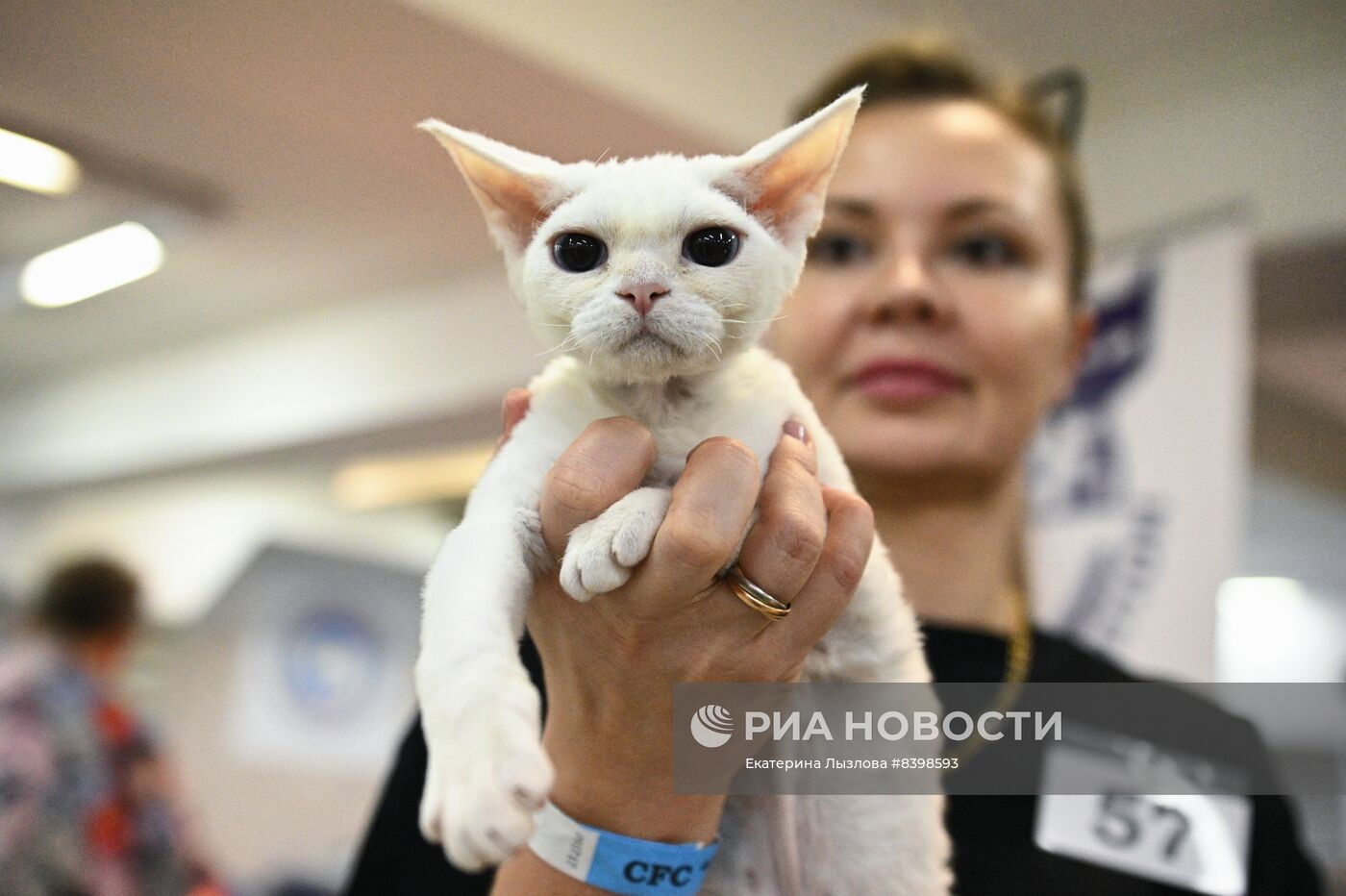 Международная выставка кошек в Сочи