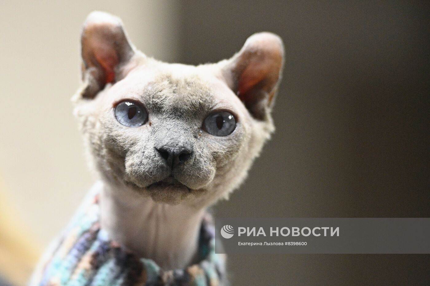 Международная выставка кошек в Сочи