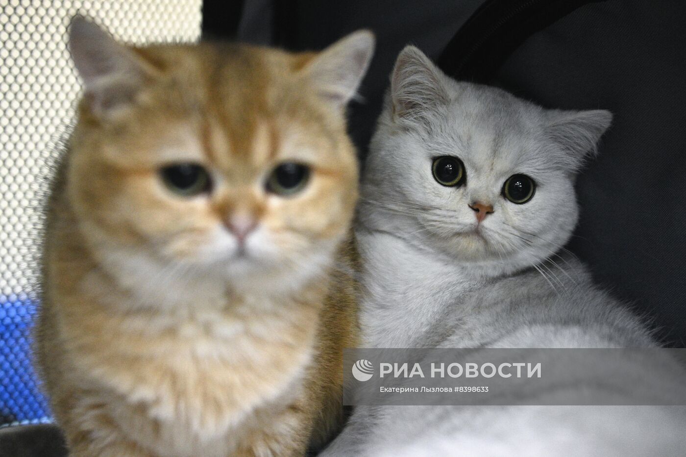 Международная выставка кошек в Сочи