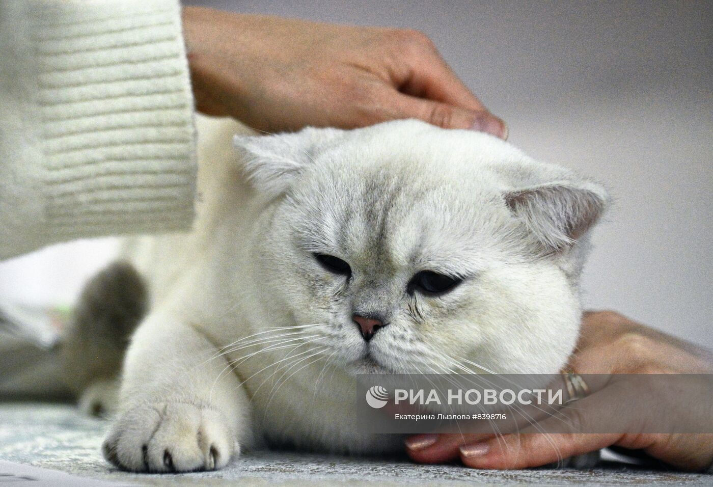 Международная выставка кошек в Сочи