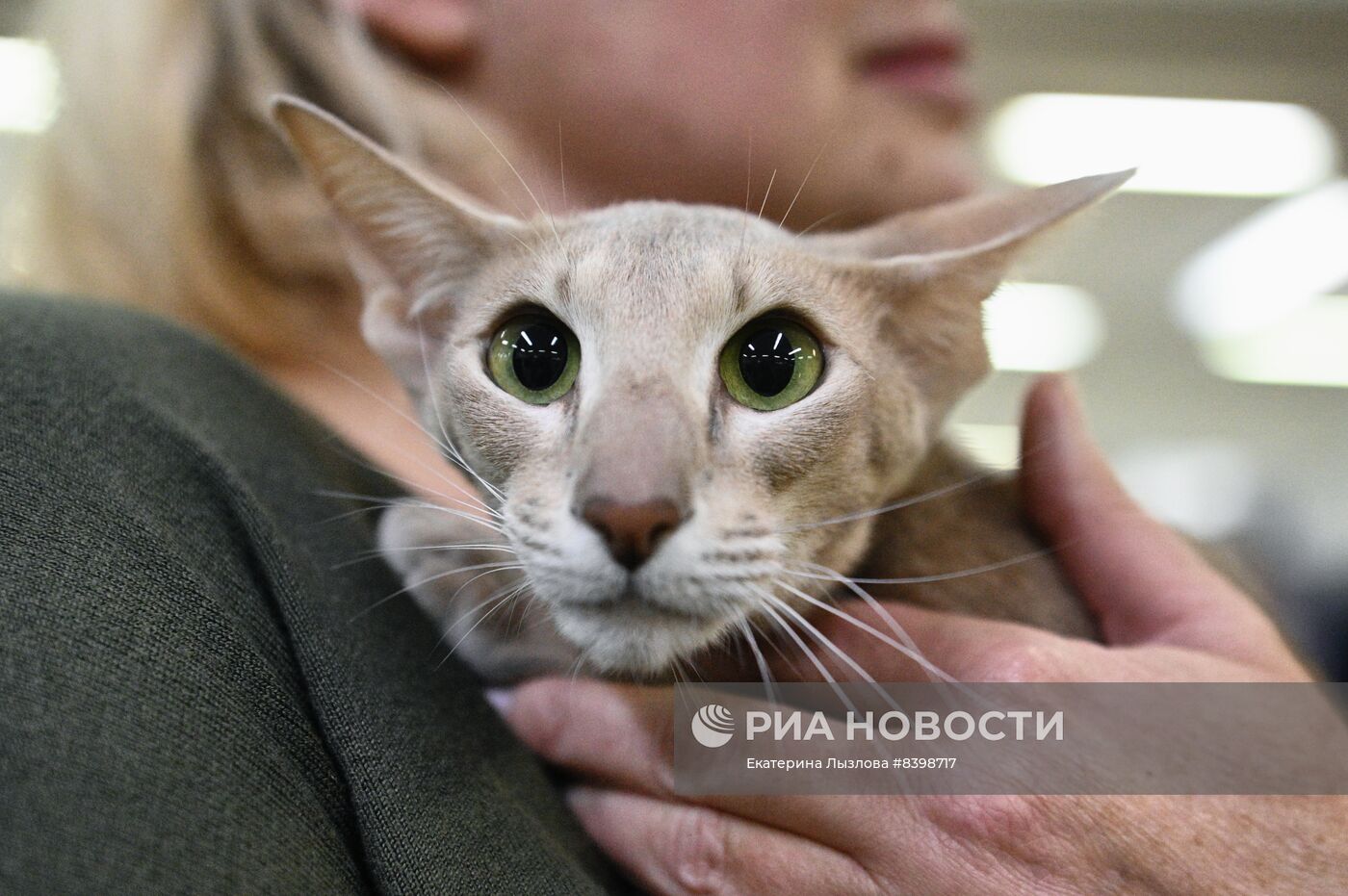 Международная выставка кошек в Сочи