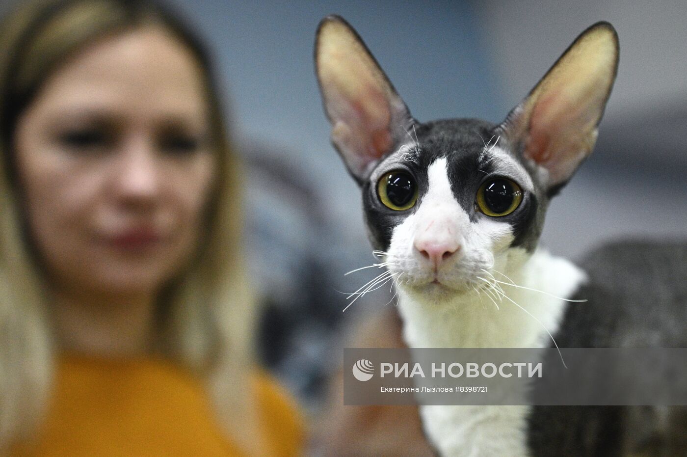 Международная выставка кошек в Сочи