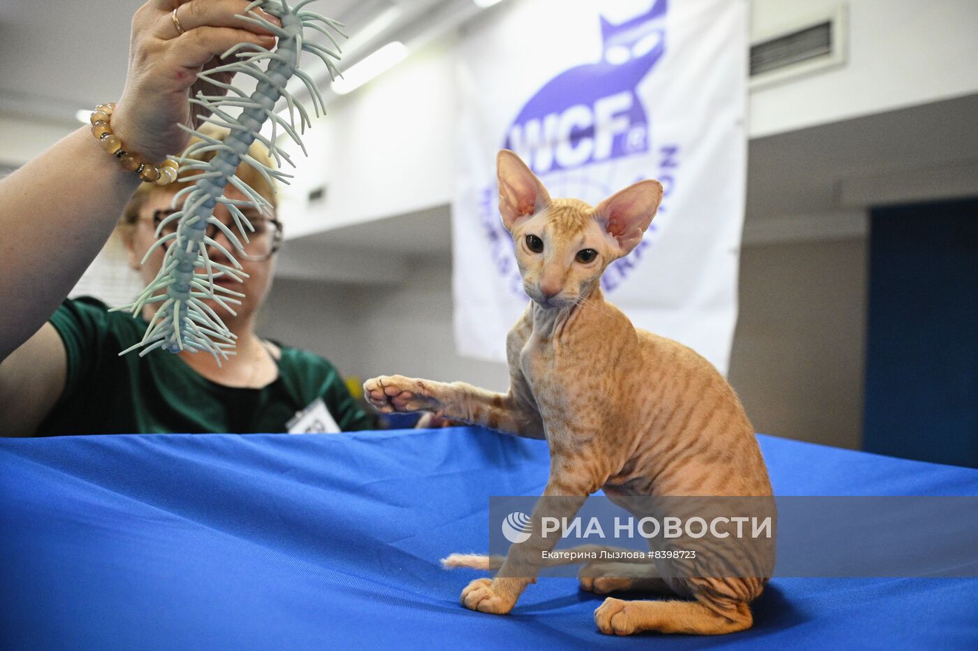 Международная выставка кошек в Сочи