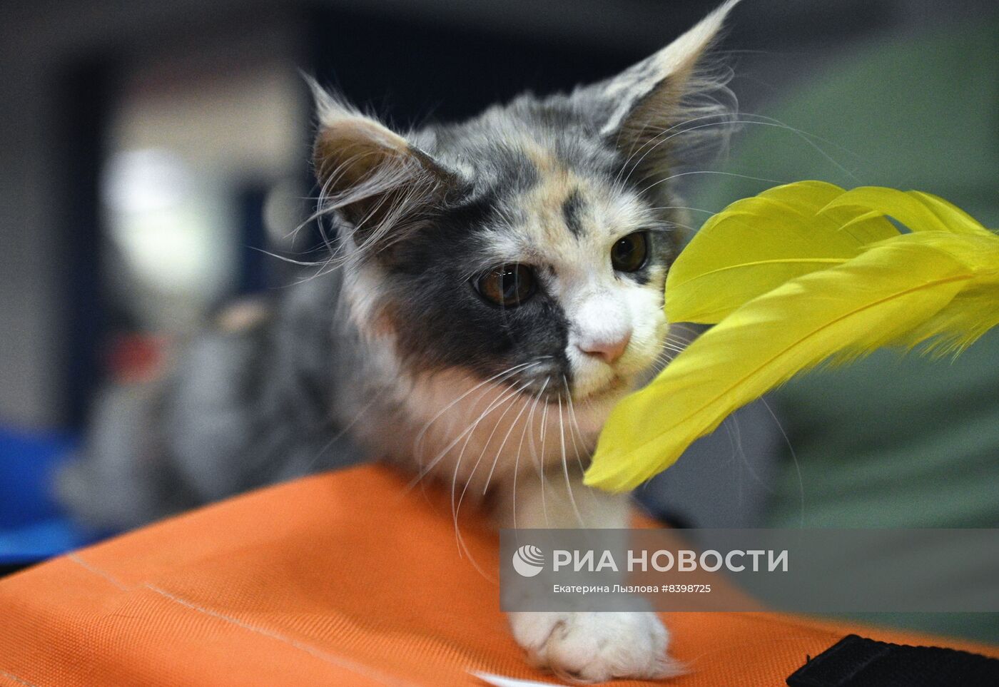 Международная выставка кошек в Сочи