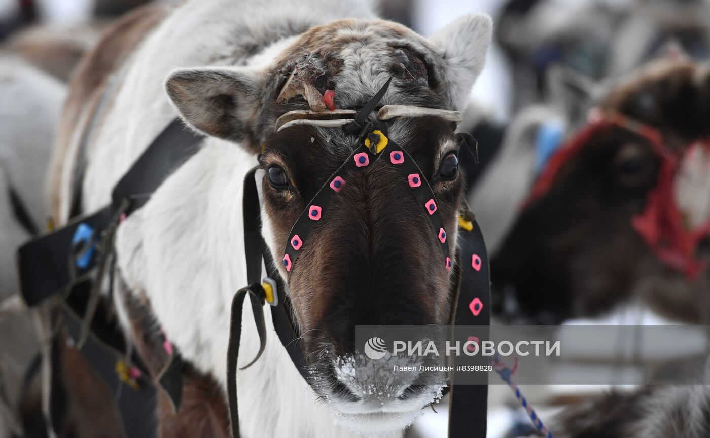 День оленевода в Салехарде