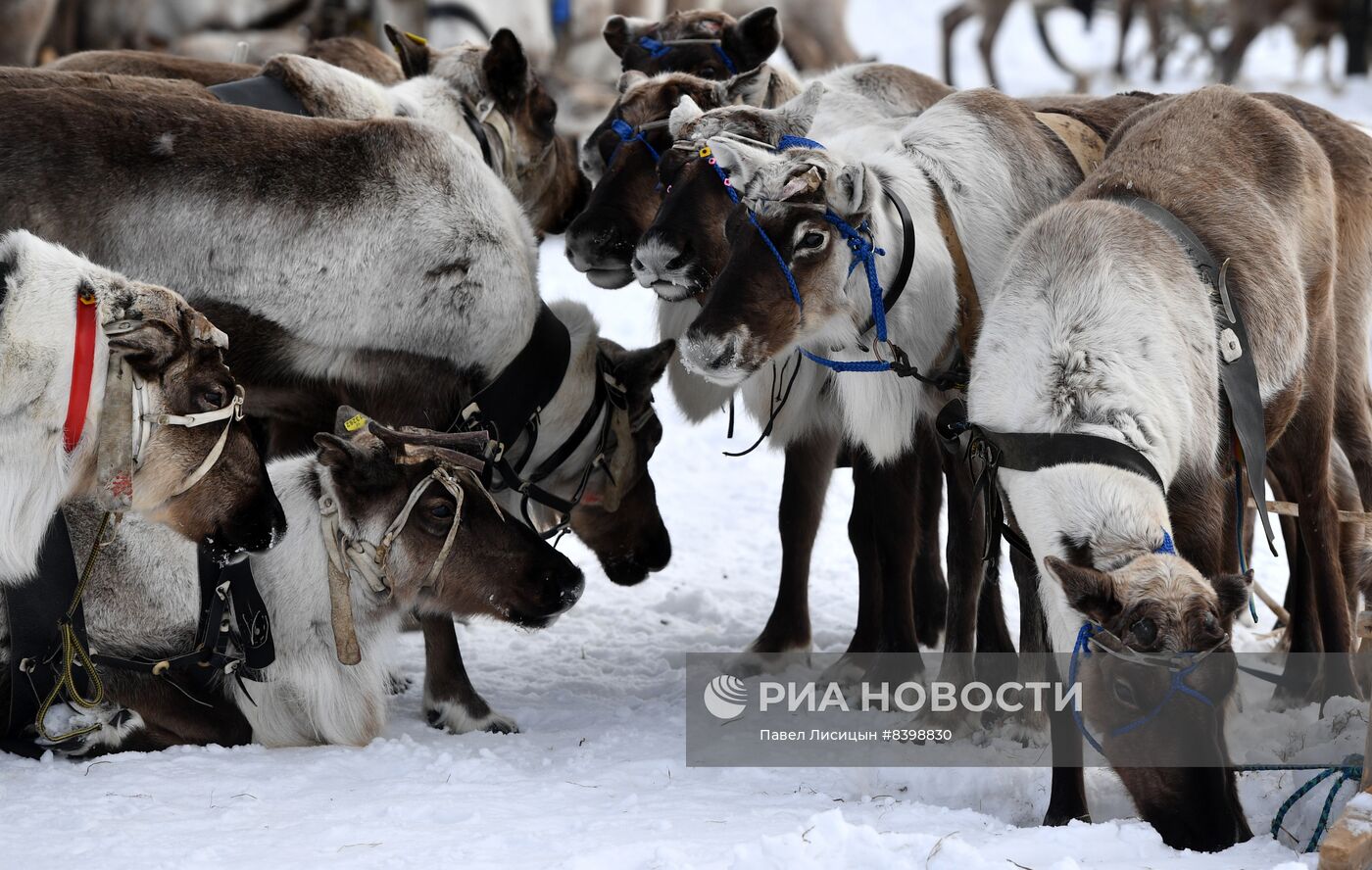 День оленевода в Салехарде