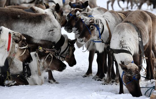 День оленевода в Салехарде
