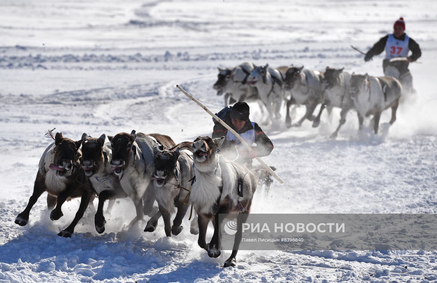 День оленевода в Салехарде