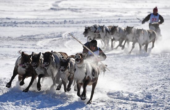 День оленевода в Салехарде