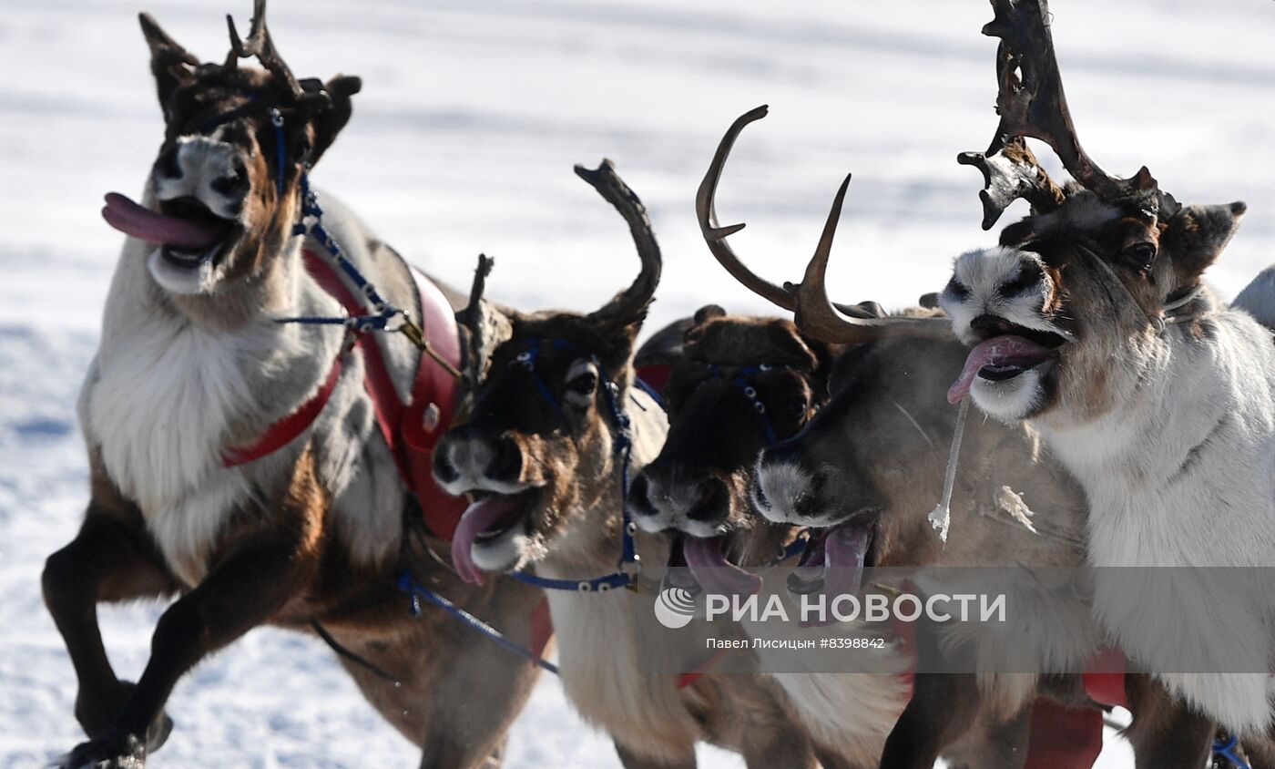 День оленевода в Салехарде