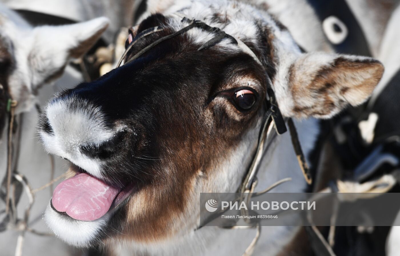 День оленевода в Салехарде