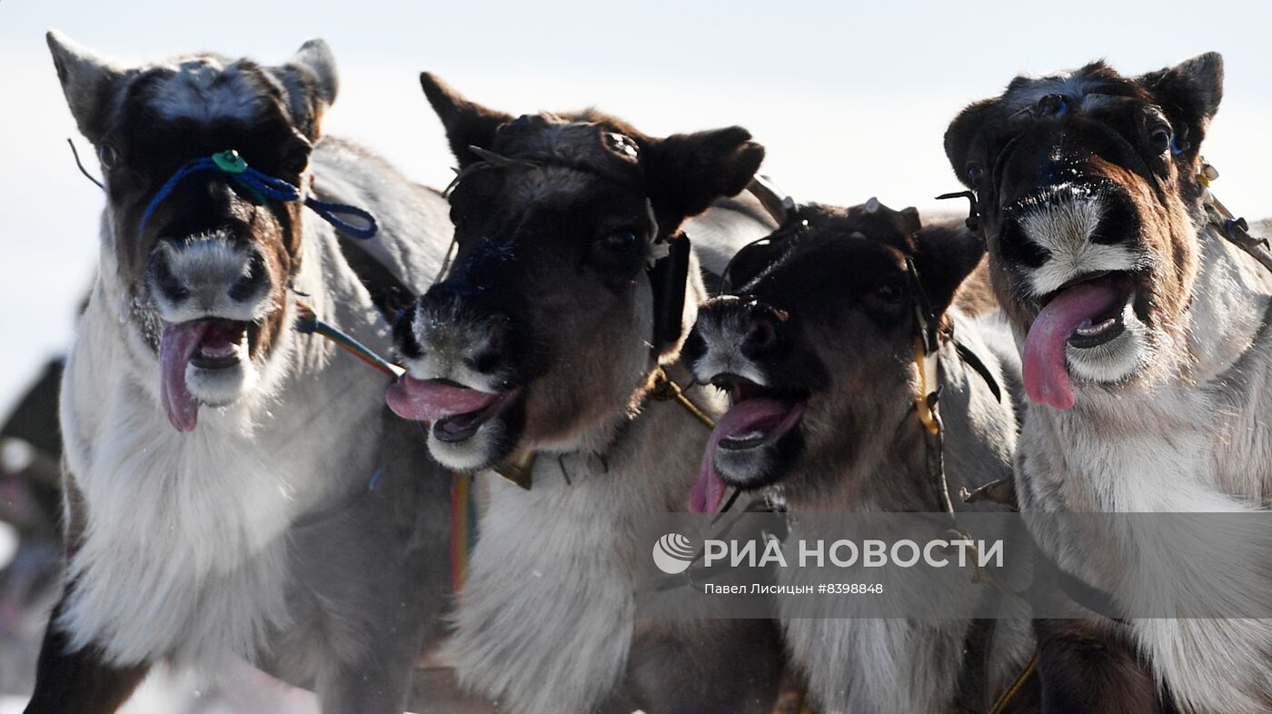 День оленевода в Салехарде