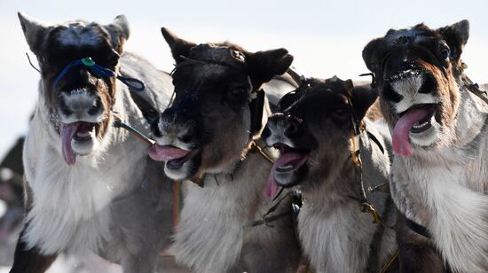 День оленевода в Салехарде