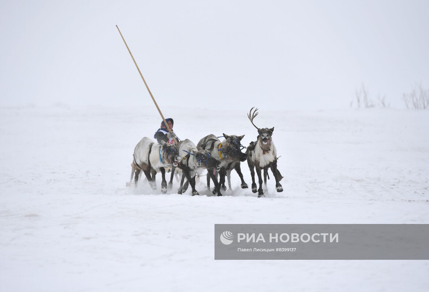 Праздник оленевода в Салехарде. День второй