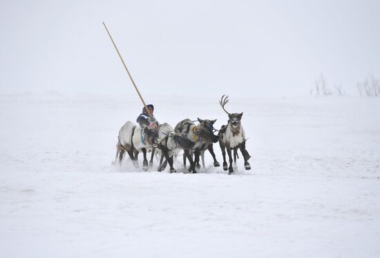 Праздник оленевода в Салехарде. День второй