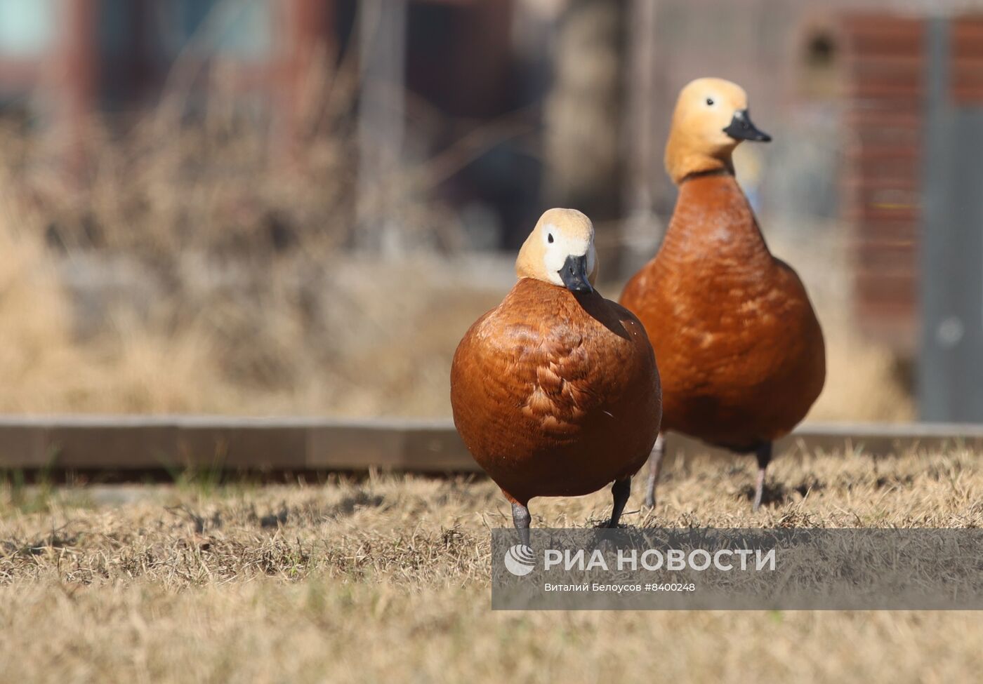 Весна в Москве