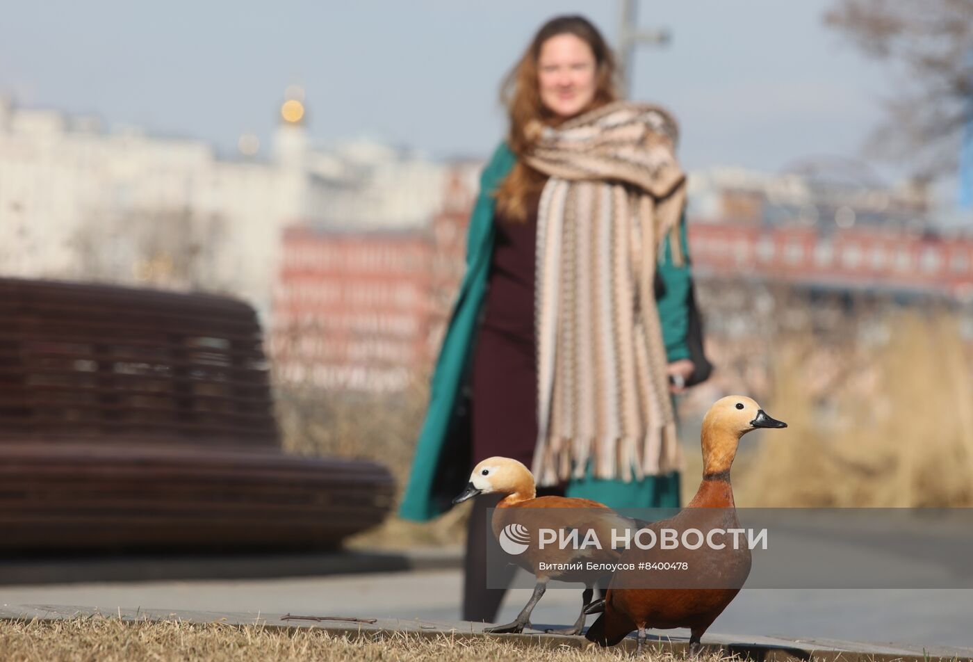 Весна в Москве