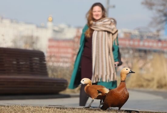 Весна в Москве