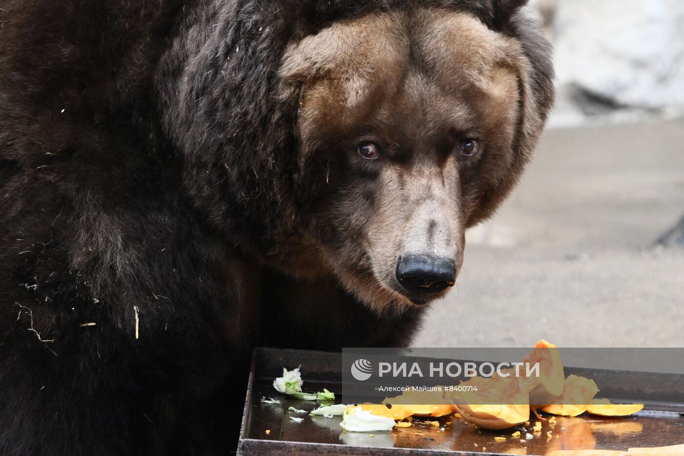 Медведи проснулись после зимней спячки в Московском зоопарке