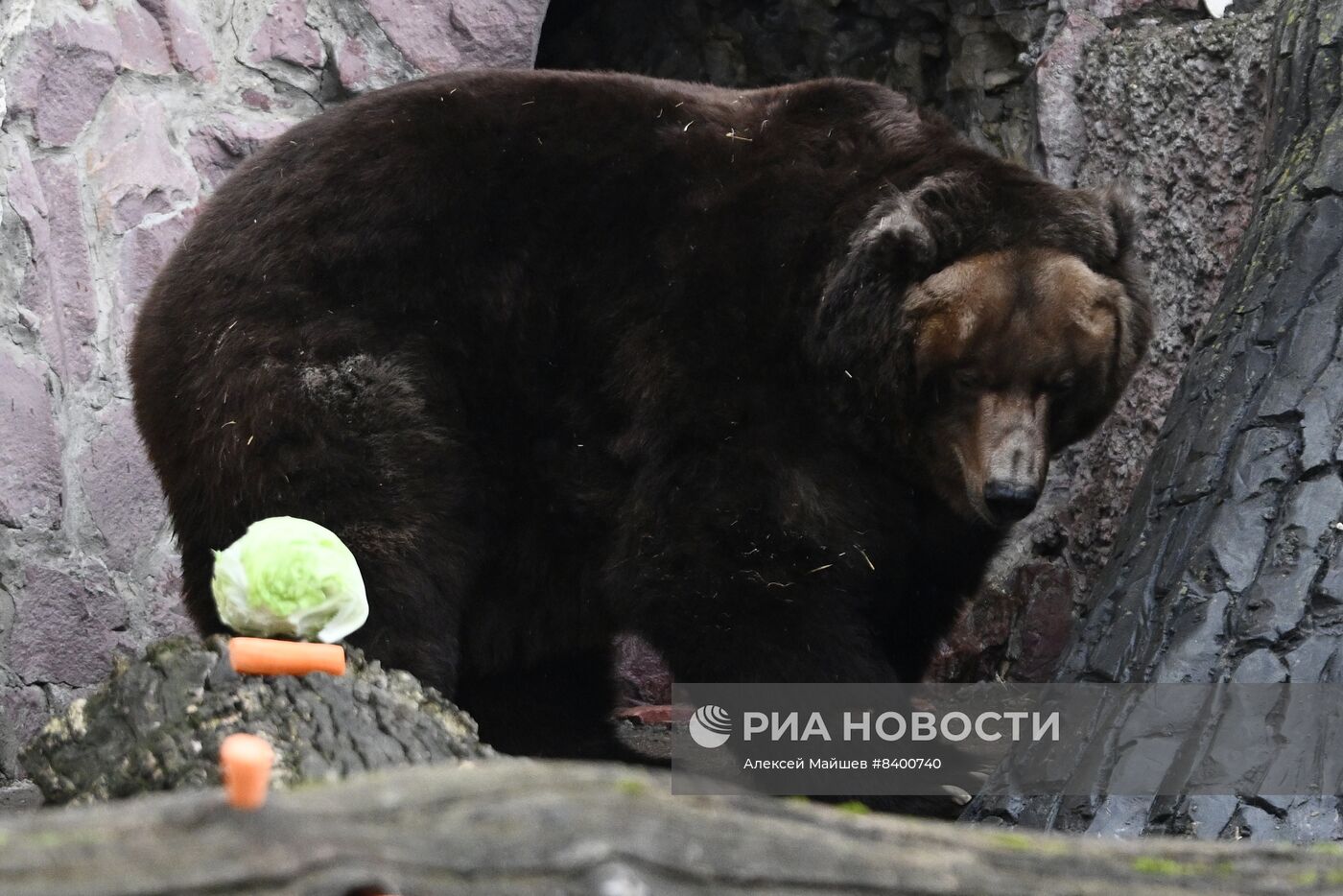 Медведи проснулись после зимней спячки в Московском зоопарке