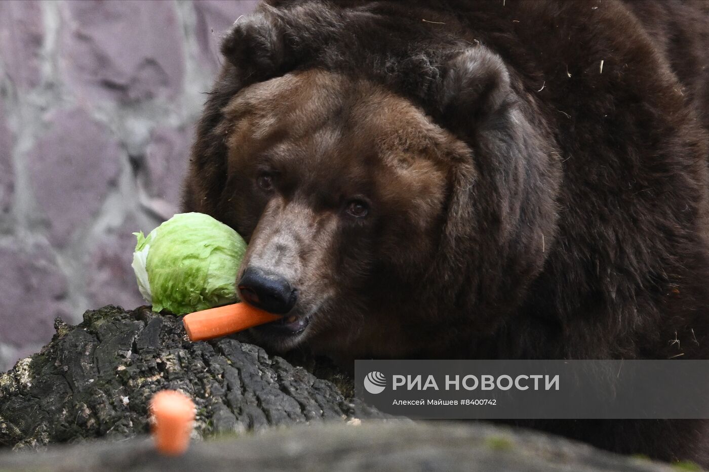 Медведи проснулись после зимней спячки в Московском зоопарке