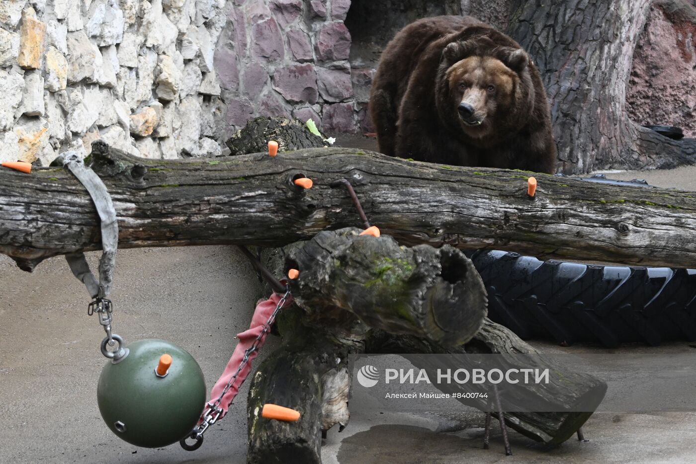 Медведи проснулись после зимней спячки в Московском зоопарке