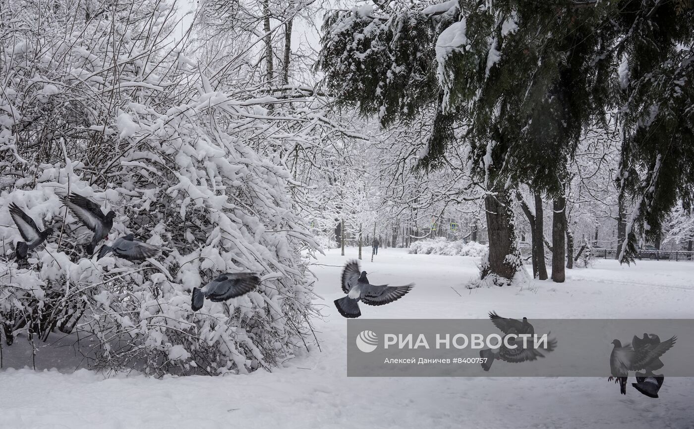 Весенний снегопад в Санкт-Петербурге