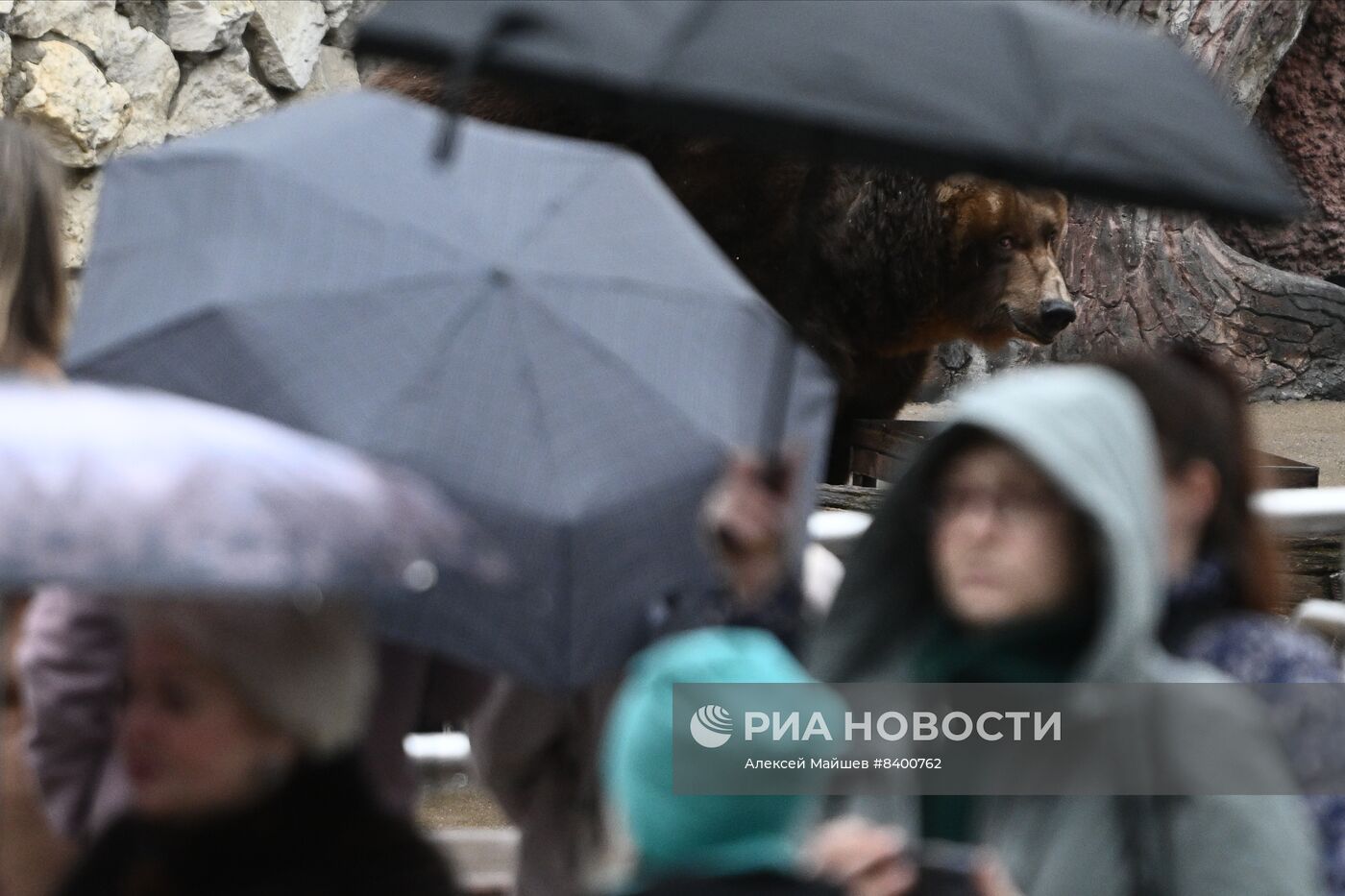 Медведи проснулись после зимней спячки в Московском зоопарке