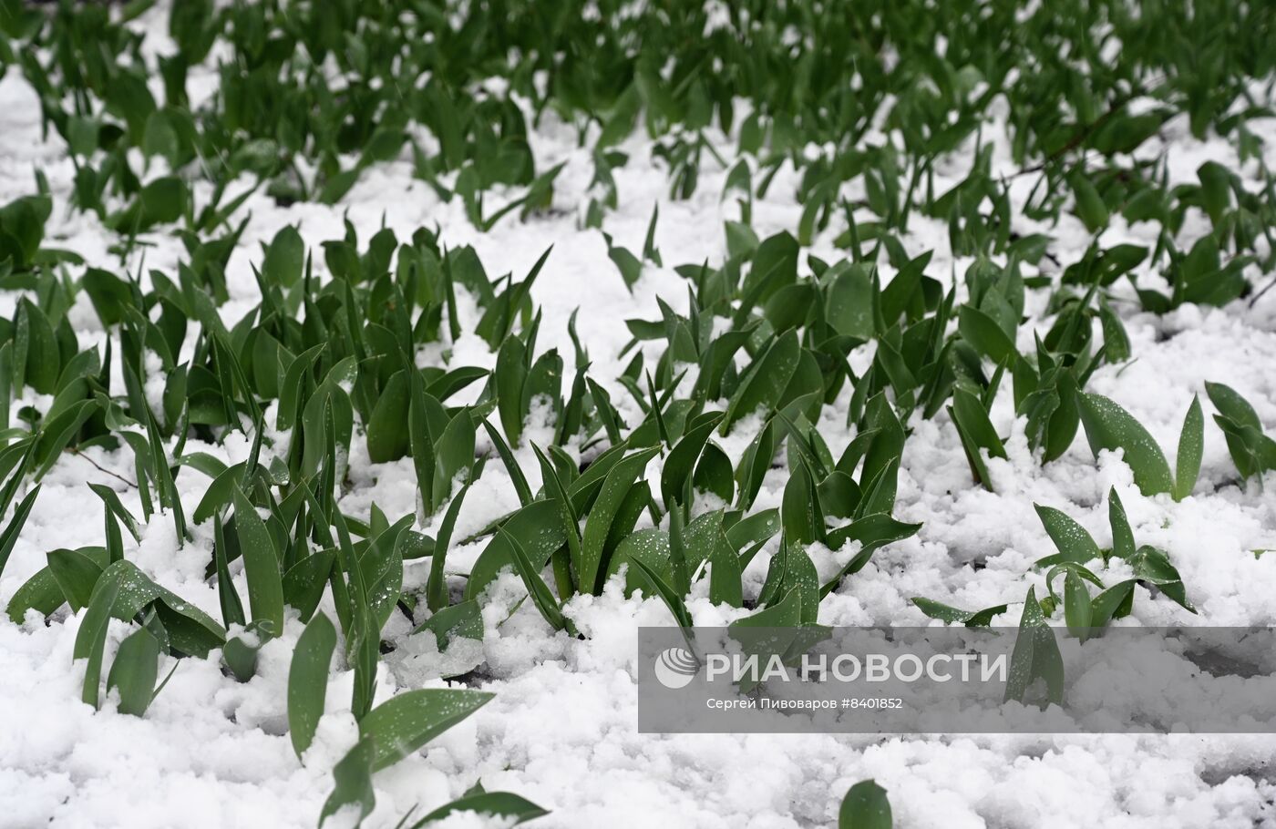 Весенний снегопад в Ростове-на-Дону