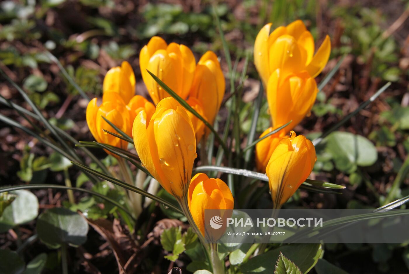 Весенний фестиваль цветов в Москве 