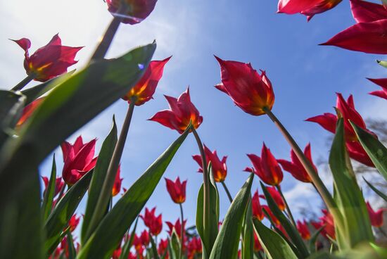 Открытие парада тюльпанов в Никитском ботаническом саду