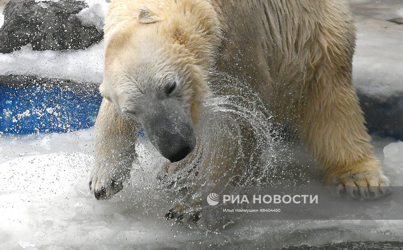 Белые медведи после зимы в парке 