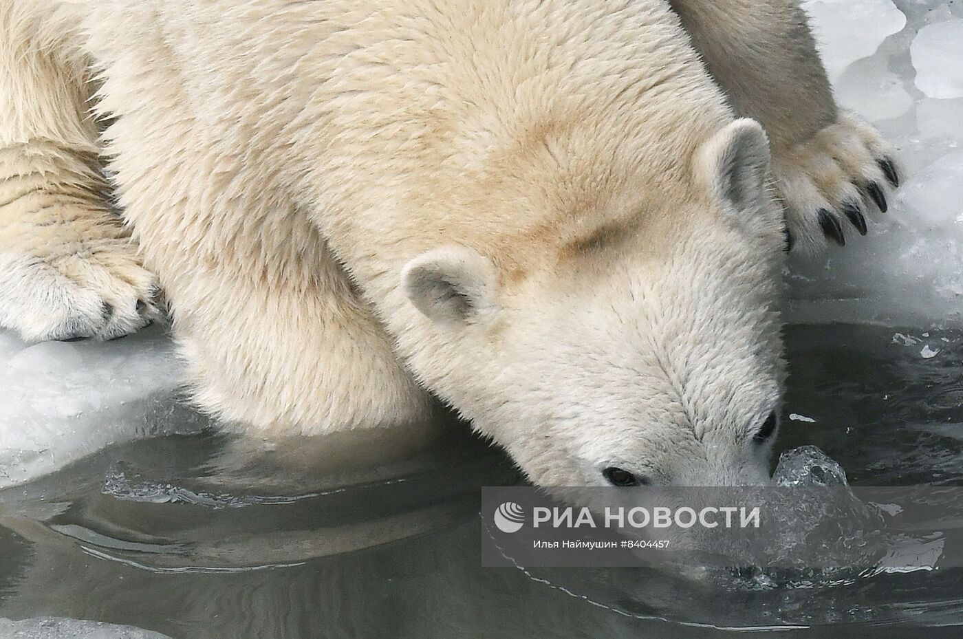 Белые медведи после зимы в парке "Роев ручей"