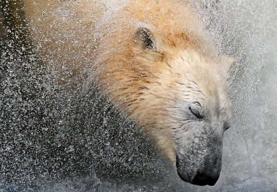 Белые медведи после зимы в парке "Роев ручей"