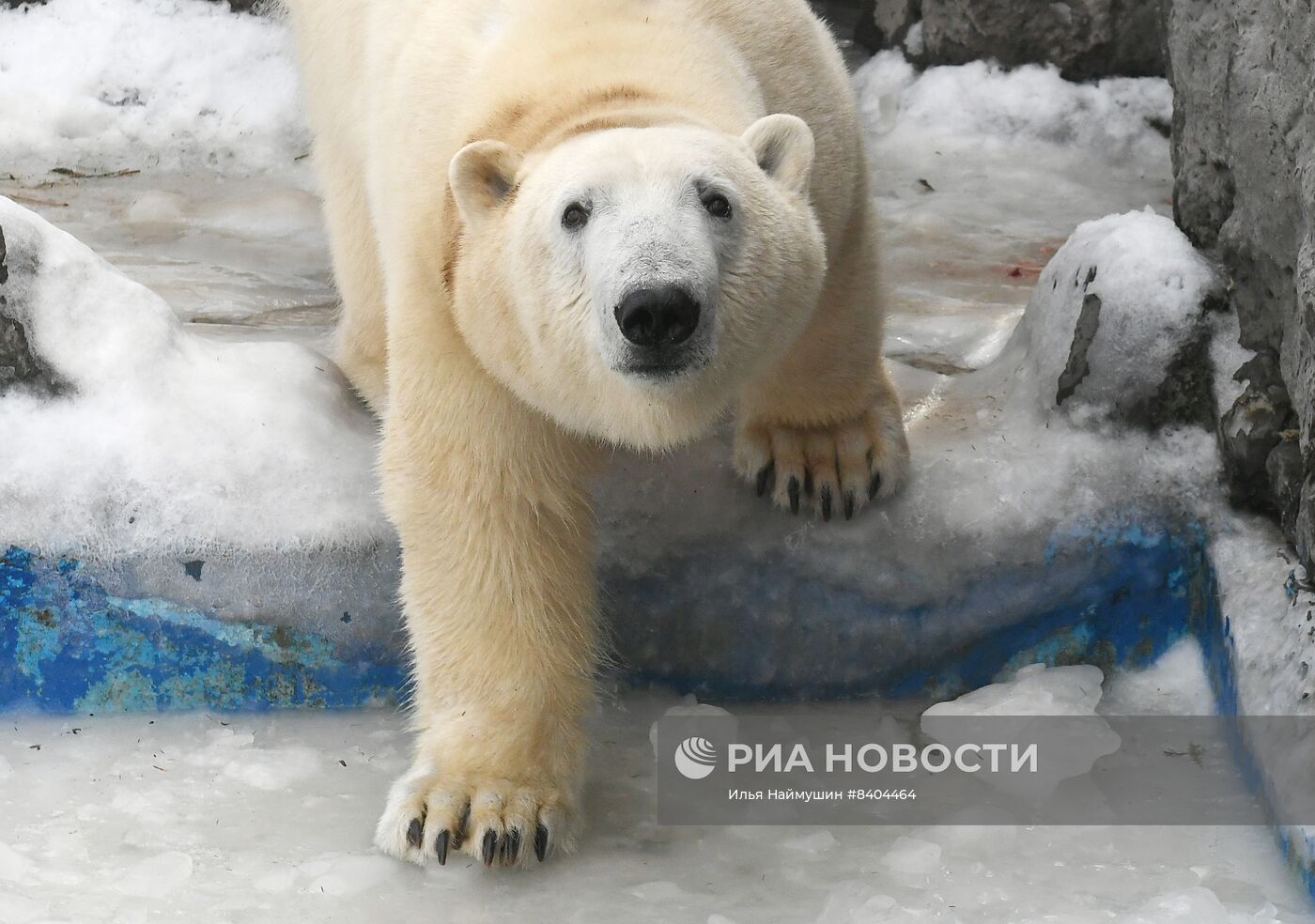 Белые медведи после зимы в парке "Роев ручей"