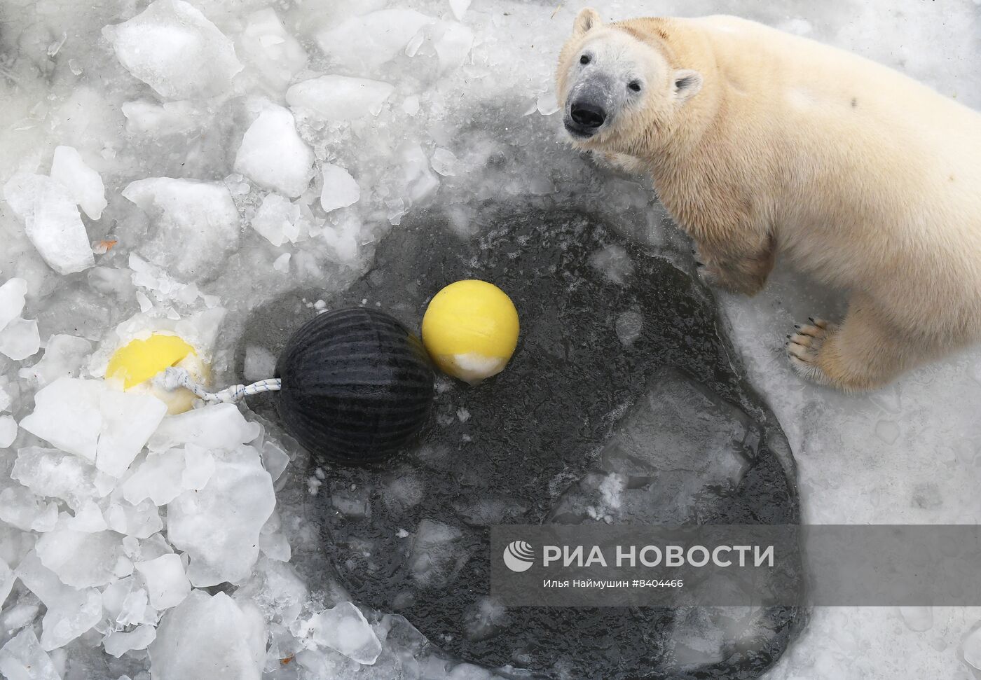 Белые медведи после зимы в парке "Роев ручей"