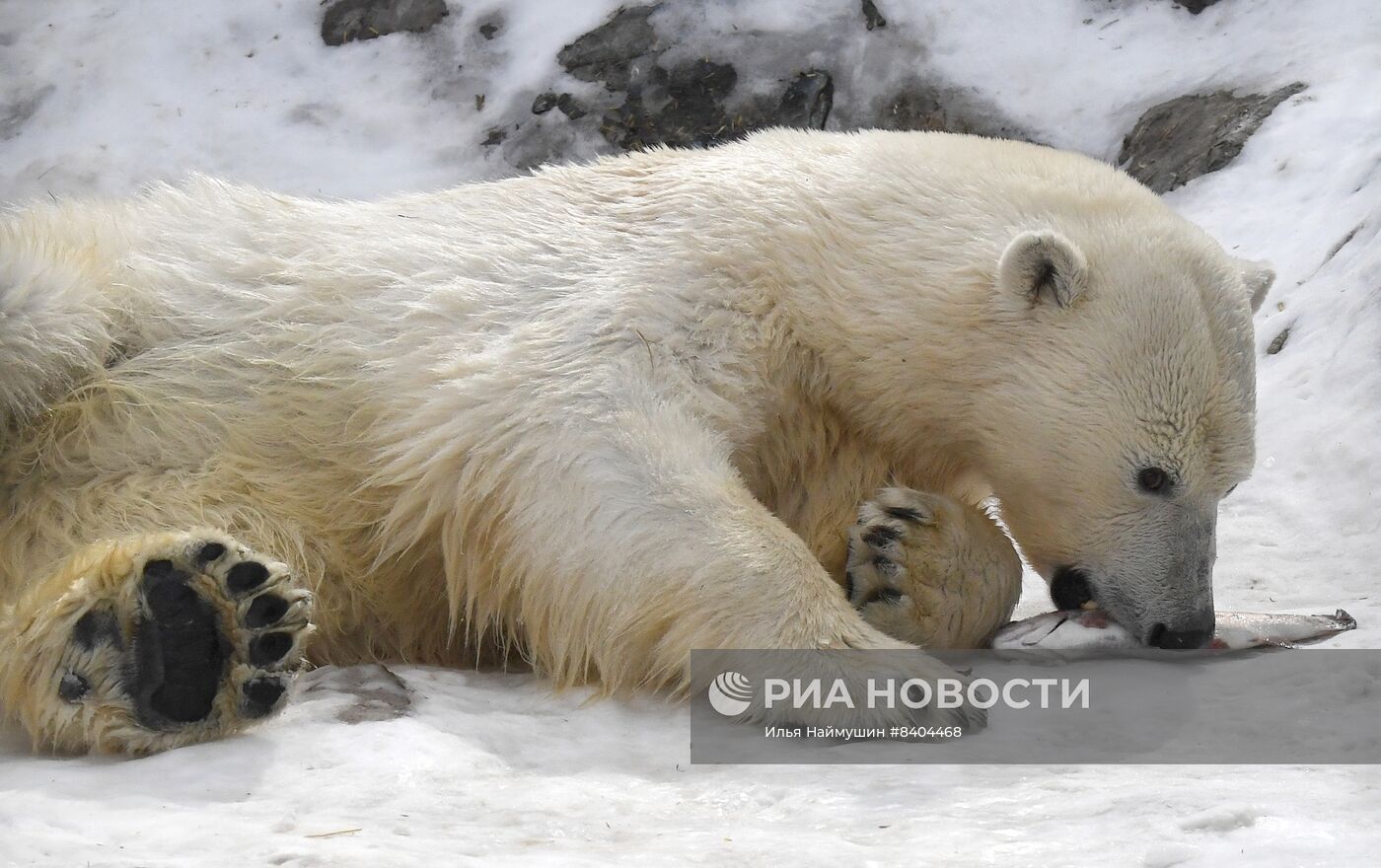 Белые медведи после зимы в парке "Роев ручей"