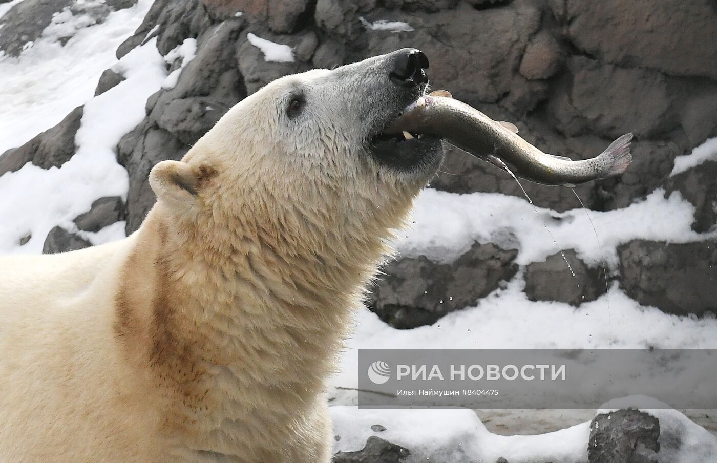 Белые медведи после зимы в парке "Роев ручей"