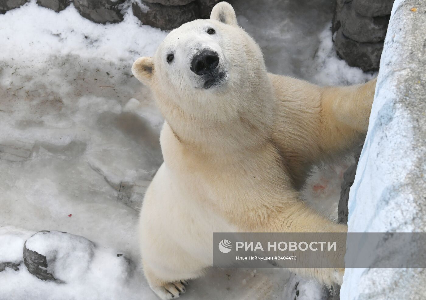 Белые медведи после зимы в парке "Роев ручей"