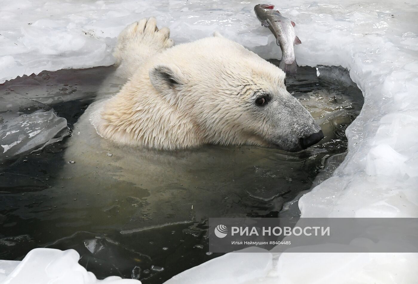 Белые медведи после зимы в парке "Роев ручей"