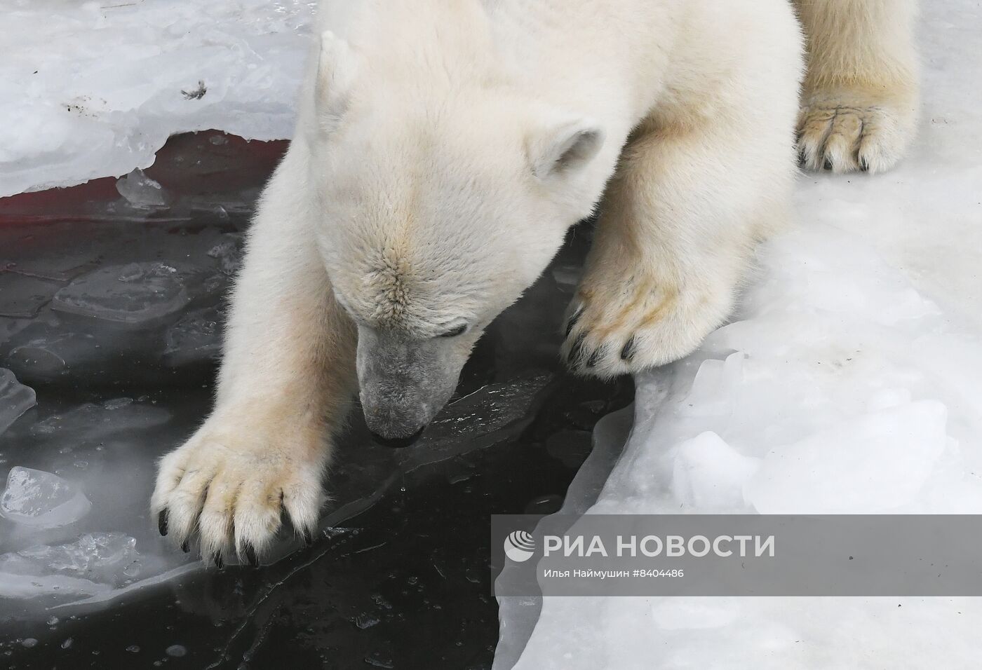 Белые медведи после зимы в парке "Роев ручей"